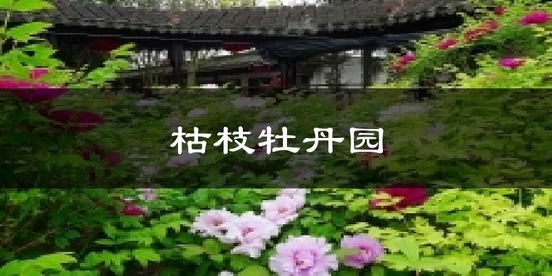 枯枝牡丹园天气未来15天