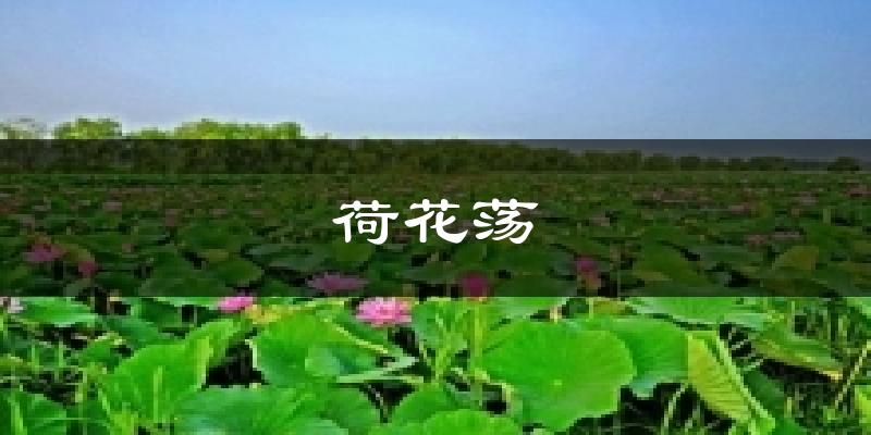 荷花荡气温